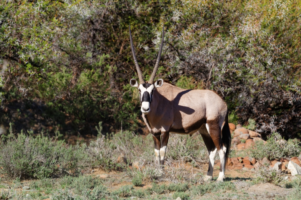 04 - Karoo NP (6).jpg